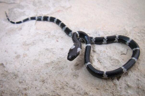 ���������й�������� ��������ʲô��ʲô���ӵ�