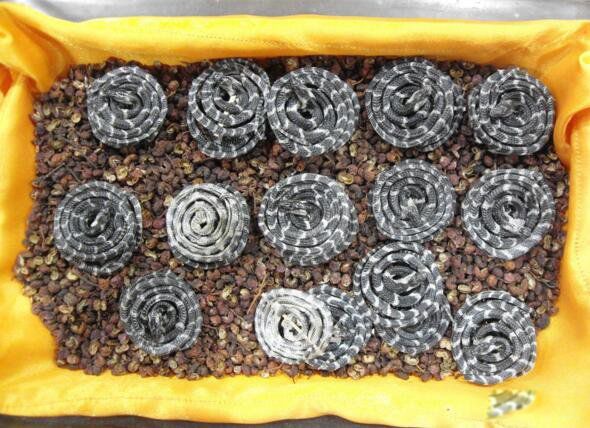 出售,幼蛇出售才论条,一般幼蛇很少出售,都是加工成金钱白花蛇干出售