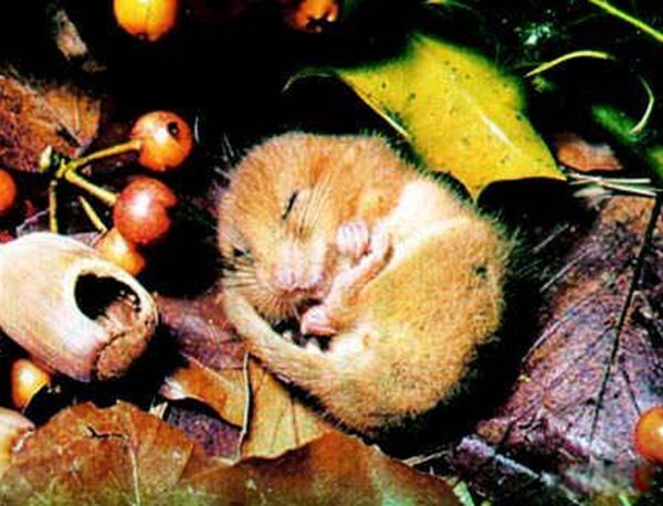 ���ﶬ�������һֱ��˯���� �����ﶬ�ߵ�ԭ����Ҫ����Щ