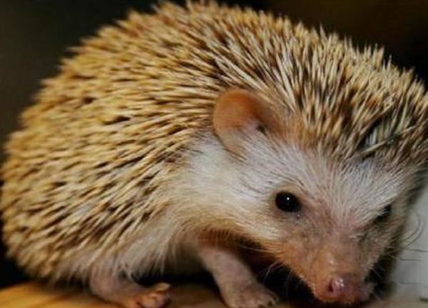 ���ﶬ�������һֱ��˯���� �����ﶬ�ߵ�ԭ����Ҫ����Щ