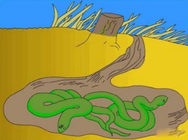 ���ﶬ�������һֱ��˯���� �����ﶬ�ߵ�ԭ����Ҫ����Щ