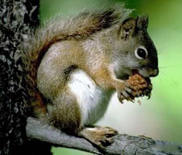 ���ﶬ�������һֱ��˯���� �����ﶬ�ߵ�ԭ����Ҫ����Щ