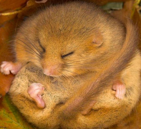 ���ﶬ�������һֱ��˯���� �����ﶬ�ߵ�ԭ����Ҫ����Щ