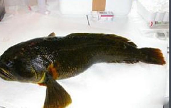 ���ﶬ�������һֱ��˯���� �����ﶬ�ߵ�ԭ����Ҫ����Щ