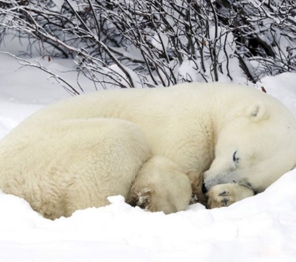 ���ﶬ�������һֱ��˯���� �����ﶬ�ߵ�ԭ����Ҫ����Щ