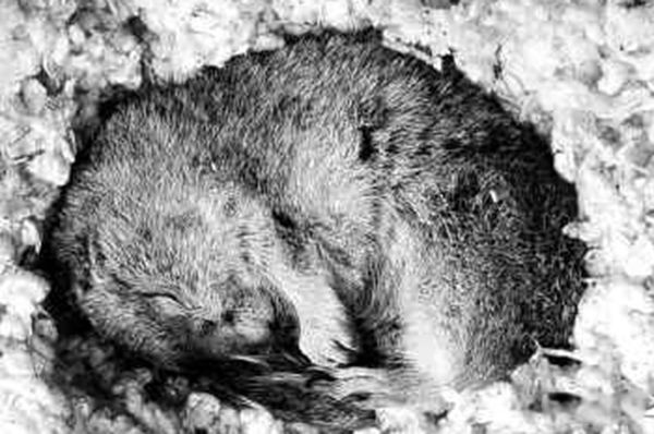 ���ﶬ�������һֱ��˯���� �����ﶬ�ߵ�ԭ����Ҫ����Щ