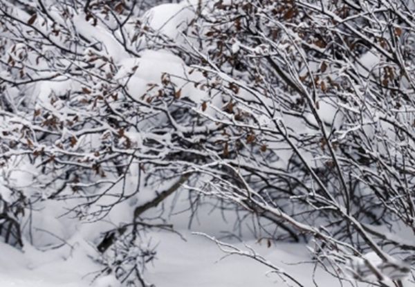 ���ﶬ�������һֱ��˯���� �����ﶬ�ߵ�ԭ����Ҫ����Щ