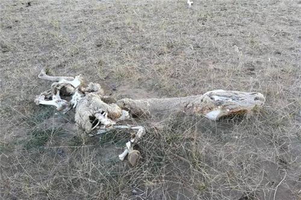 ����ɽ�����ʲô��˼ ����ɽ�н�类��һ�������