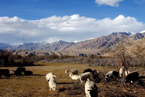 ����ɽ�����ʲô��˼ ����ɽ�н�类��һ�������