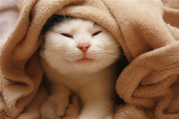 ���������ħ��è����ʲôè ����ħ��èʲôƷ��