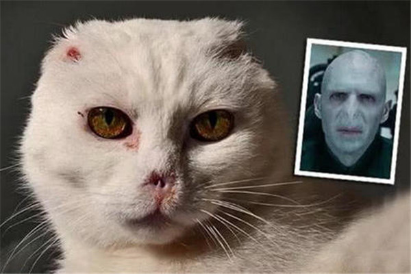 ���������ħ��è����ʲôè ����ħ��èʲôƷ��