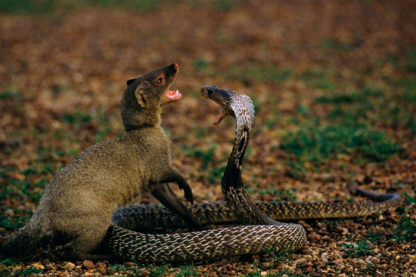 蛇的天敌是什么动物 蛇最怕三种克星动物盘点