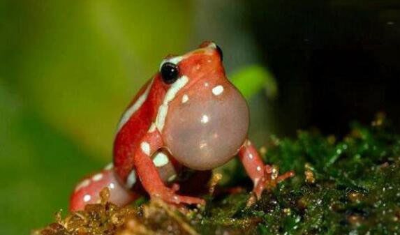 幽灵箭毒蛙的特点介绍 三色幽灵箭毒蛙有多毒