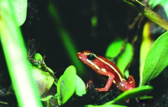 ��������ܵ��ص���� ��ɫ����������ж඾