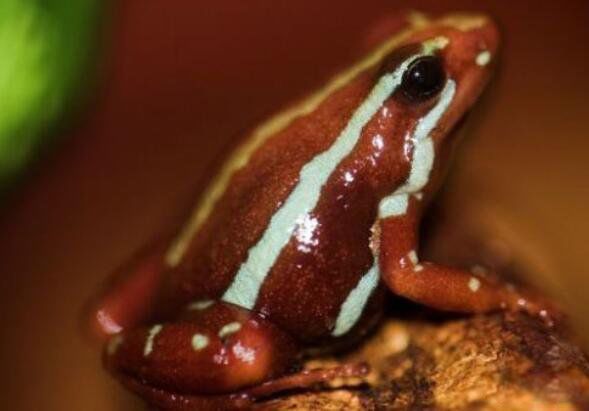 ��������ܵ��ص���� ��ɫ����������ж඾