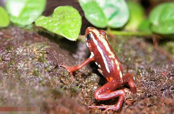 幽灵箭毒蛙的特点介绍 三色幽灵箭毒蛙有多毒