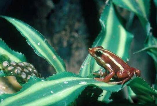 ��������ܵ��ص���� ��ɫ����������ж඾