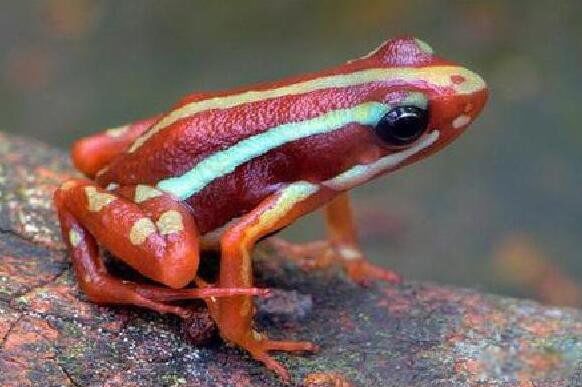 ��������ܵ��ص���� ��ɫ����������ж඾