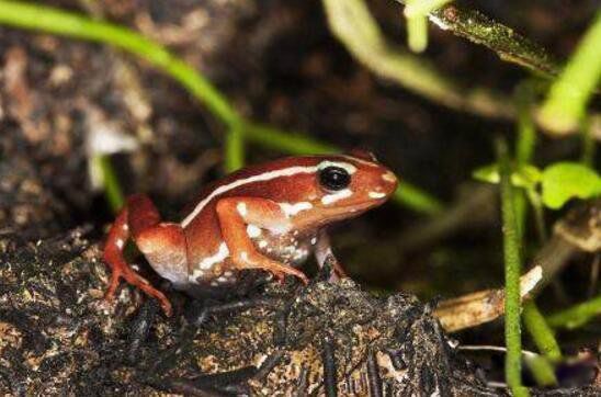 ��������ܵ��ص���� ��ɫ����������ж඾