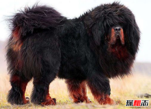 �������˭���� ��������ϸ�ĶԱ�ԭ�����