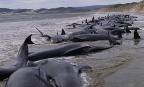 �����ǳ��ԭ����ʲô ��ǳ��ʲô�����ɵ�