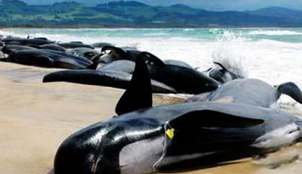 �����ǳ��ԭ����ʲô ��ǳ��ʲô�����ɵ�