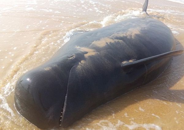 �����ǳ��ԭ����ʲô ��ǳ��ʲô�����ɵ�