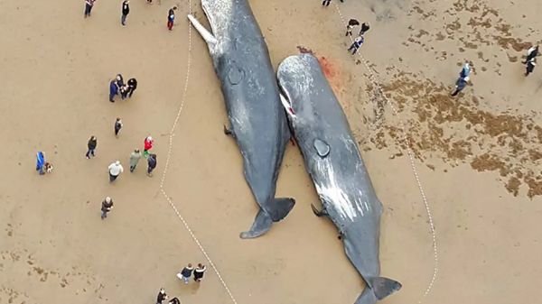 �����ǳ��ԭ����ʲô ��ǳ��ʲô�����ɵ�