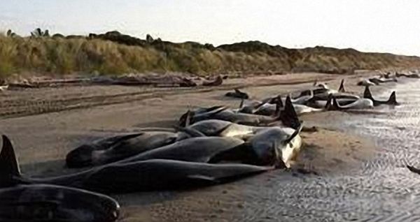 �����ǳ��ԭ����ʲô ��ǳ��ʲô�����ɵ�