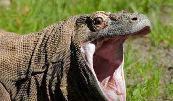 蟒蛇的天敌是什么动物 什么动物是蟒蛇的克星