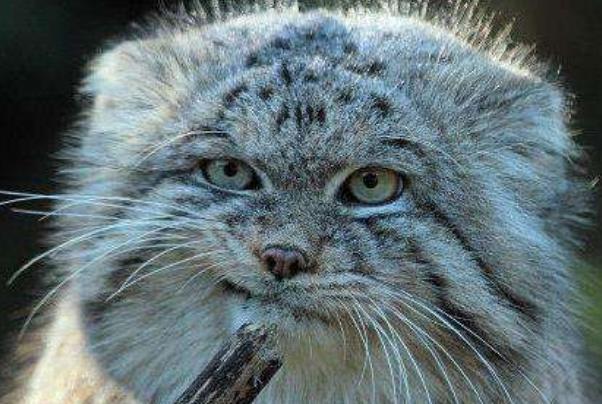 帕拉斯猫有多凶狠可以家养吗 帕拉斯猫为什么不能养