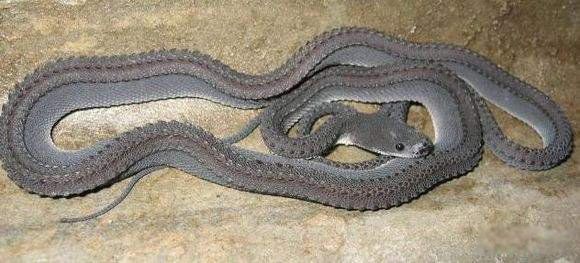 稀有的蛇有哪些品种 什么颜色的蛇最稀有图片