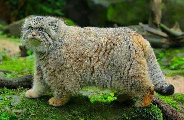 帕拉斯猫有多凶狠可以家养吗 帕拉斯猫为什么不能养