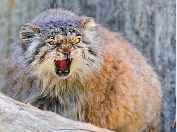 帕拉斯猫有多凶狠可以家养吗 帕拉斯猫为什么不能养