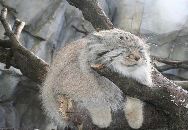 帕拉斯猫有多凶狠可以家养吗 帕拉斯猫为什么不能养