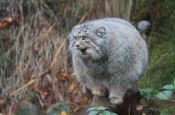 帕拉斯猫有多凶狠可以家养吗 帕拉斯猫为什么不能养