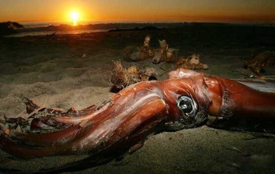 Ĩ�㾨vs����������Ƶ˭��Ӯ ����������Ĩ�㾨�ĸ�������