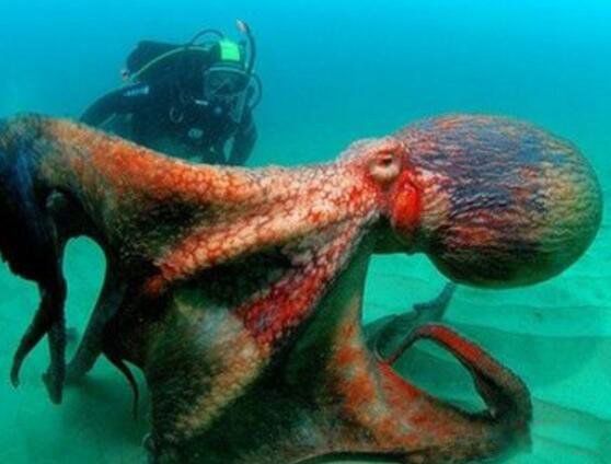 Ĩ�㾨vs����������Ƶ˭��Ӯ ����������Ĩ�㾨�ĸ�������