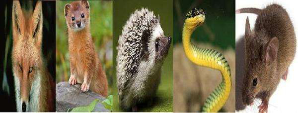 ����������ʲô��˼ �����ɵ�����һ�㶼��ʲô