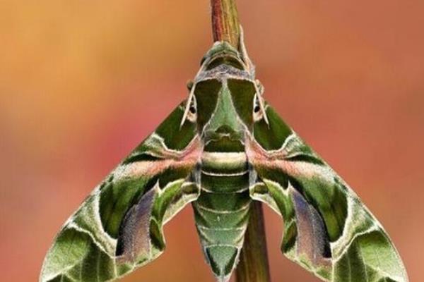 夹竹桃天蛾图片和介绍 夹竹桃天蛾有毒吗