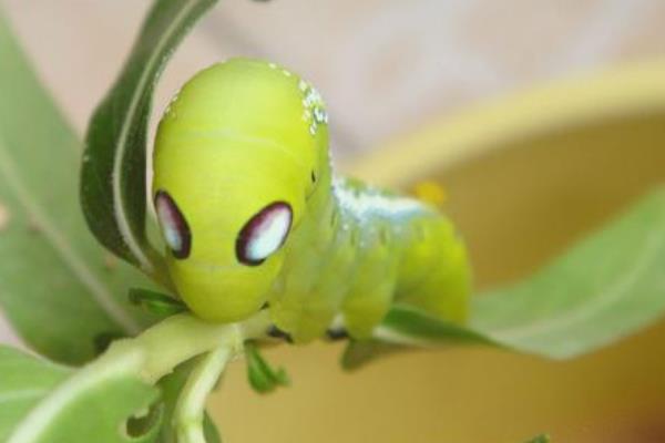 夹竹桃天蛾图片和介绍 夹竹桃天蛾有毒吗