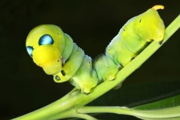 夹竹桃天蛾图片和介绍 夹竹桃天蛾有毒吗