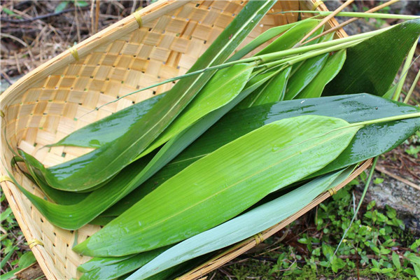 ��Ҷ����ʲô�������� ����������Ҷ������ʲô����