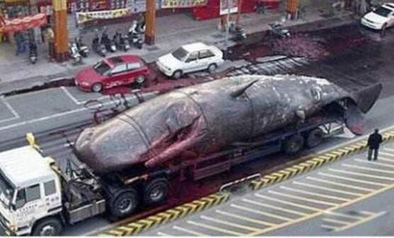 鲸鱼爆炸的现象叫什么 爆炸事件死了多少人