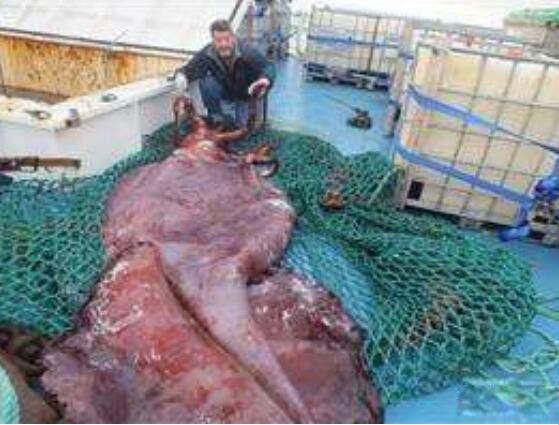 Ĩ�㾨vs����������Ƶ˭��Ӯ ����������Ĩ�㾨�ĸ�������