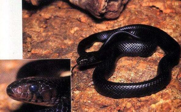 森林王蛇也叫做森王蛇,是目前一直北美最大的蛇类.