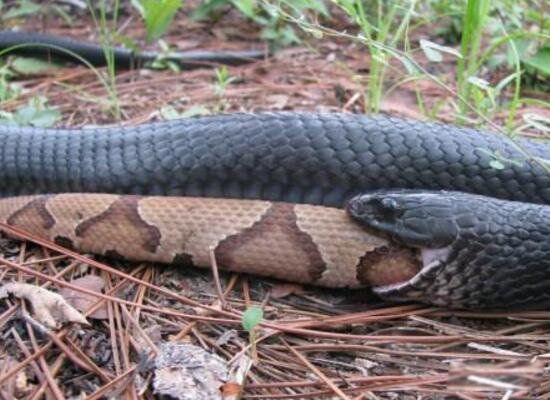 森林王蛇也叫做森王蛇,是目前一直北美最大的蛇类.