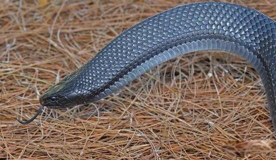 黑尾森林王蛇有毒吗 森林王蛇能长多大长什么样