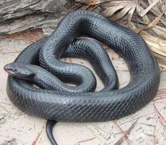黑尾森林王蛇有毒吗 森林王蛇能长多大长什么样