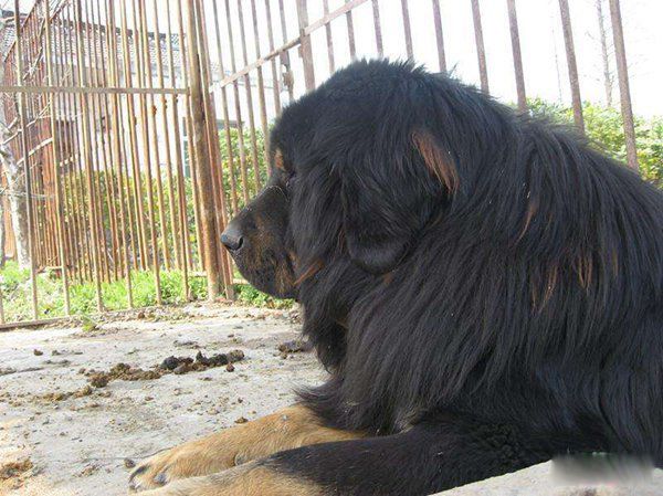 ����ҧ�����˵�������ʲô ҧ��������Ϊʲô